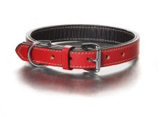red dog collar