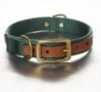 green cooper dog collar