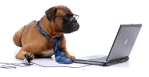 dog ordering a woofwerks collar